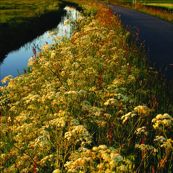 Landscape_2