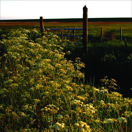 Landscape_3