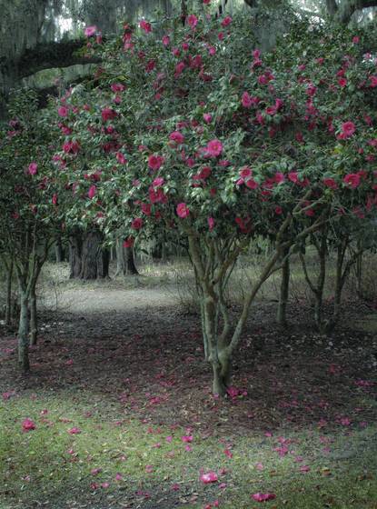 The_red_camelia