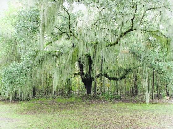Winter_oak