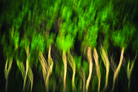 Hedge_impression