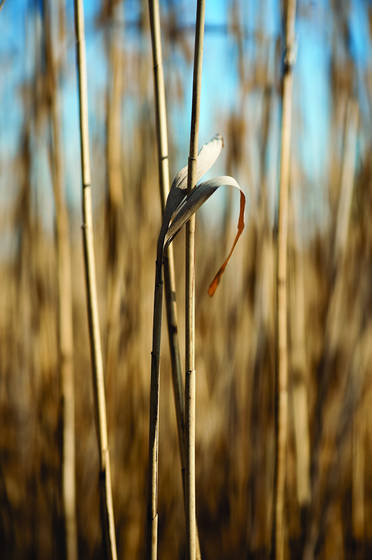 Reeds