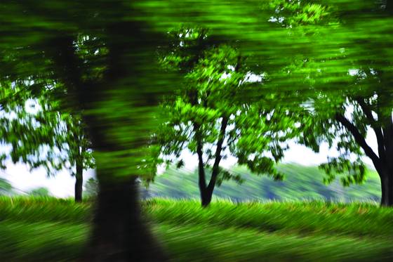 Pecan_orchard_2