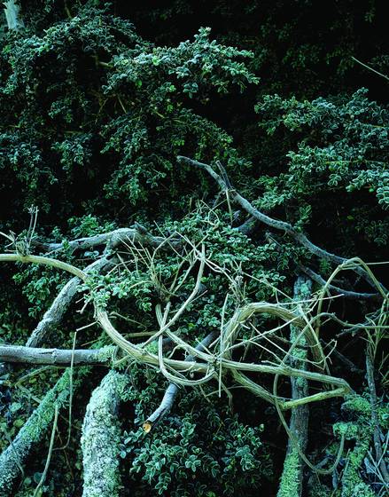 Branches