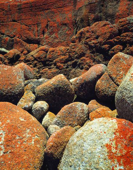 Lichen_and_rocks