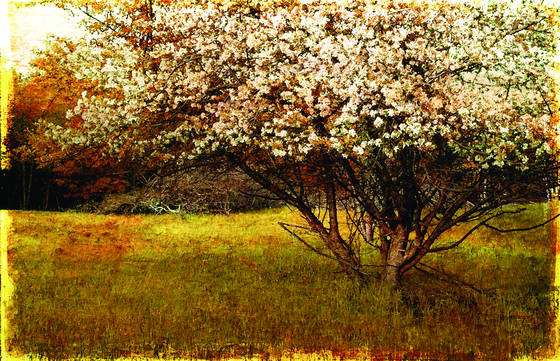 Spring_bloom__st__paul