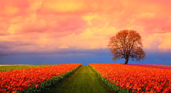 Tulip_field