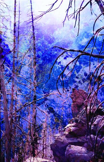 Burnt_trees