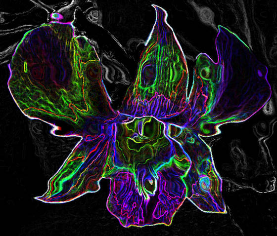 Orchid