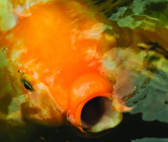 Koi