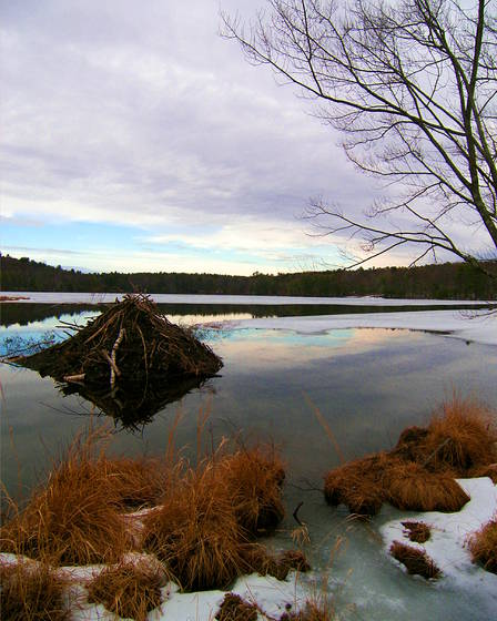 Beaver_s_home__2