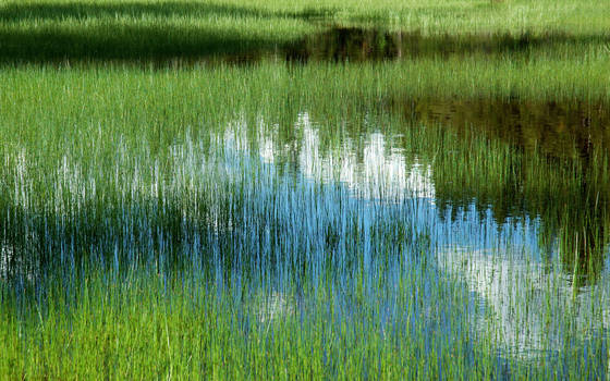 Marsh_grass