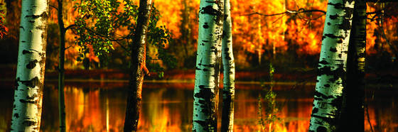 Fall_poplars_pano