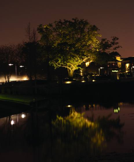 Night_tree