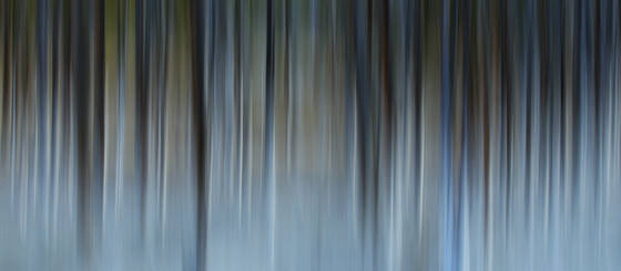 Essence_of_the_trees