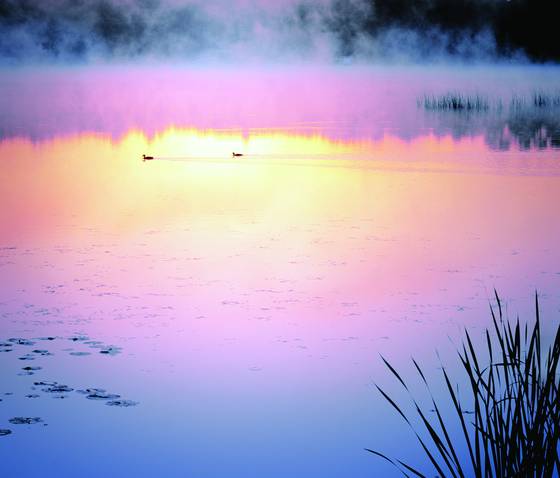 Loons_at_dawn