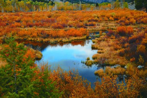 Beaver_pond_reflection