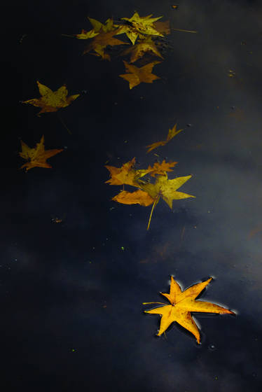 Fallen_leaves