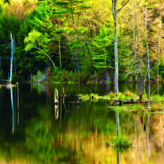 Spring_reflection