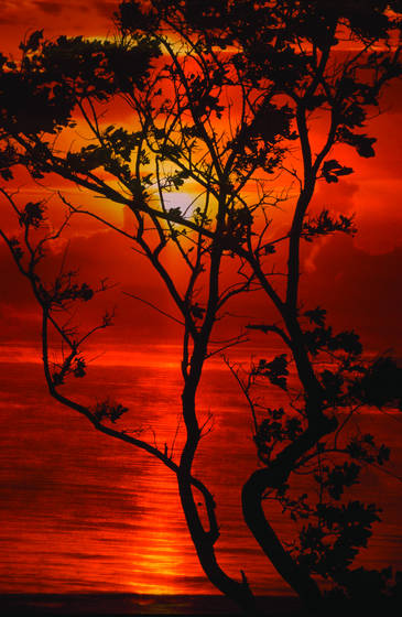 Morikami_tree