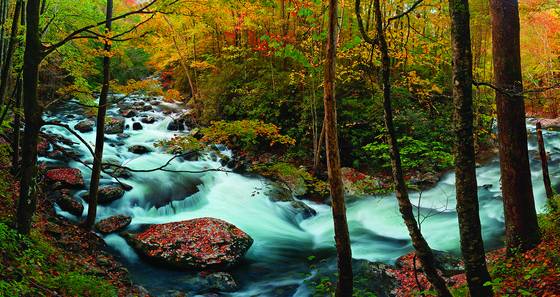 Autumn_ascending