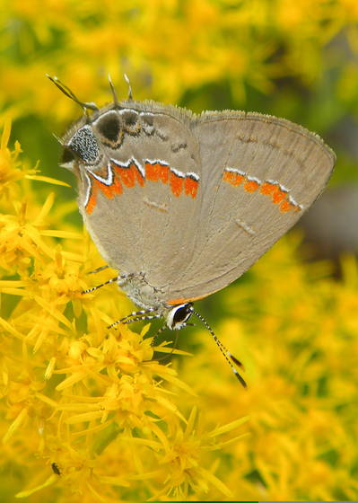 Grey_butterfly_with_yellow_flowers