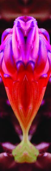 Alien_chrysalis