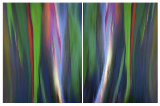 Painted_eucalyptus_v