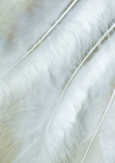 Feathers