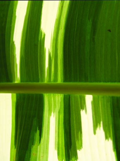 Palm_leaf
