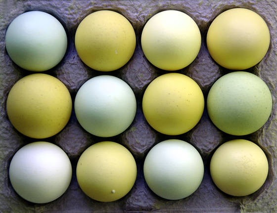 A_dozen