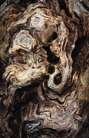 Decaying_stump