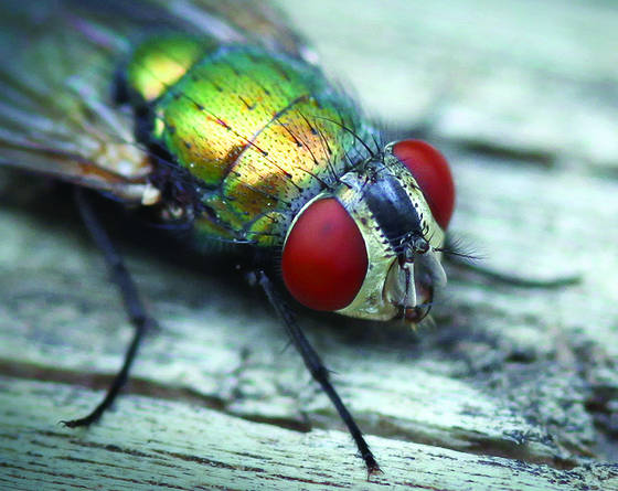 Fly