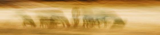 Speed_moo