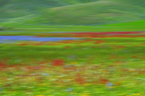 Camas_prairie