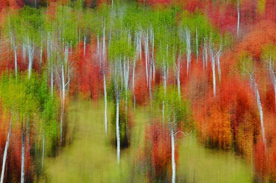 Mountain_maples