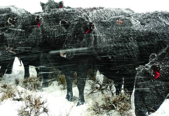 Bovine_blizzard