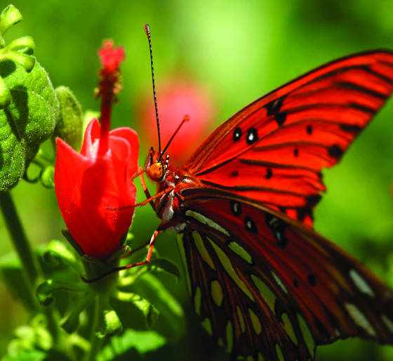 Butterfly__5