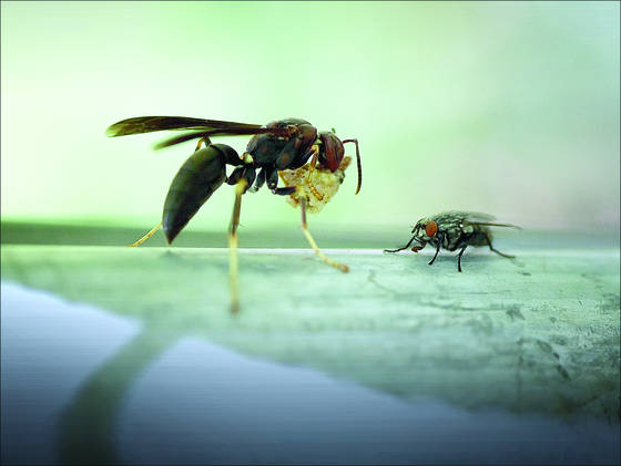 Wasp___fly