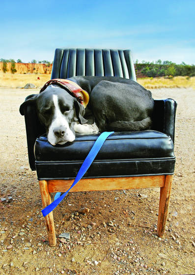 A_dog_named_cowboy
