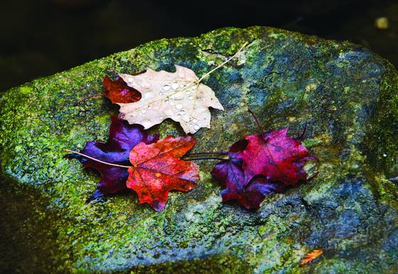 Fall_leaves