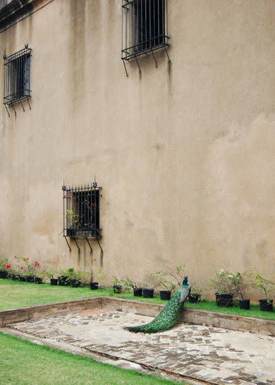 Peacock