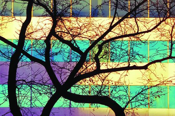 Tree_windows