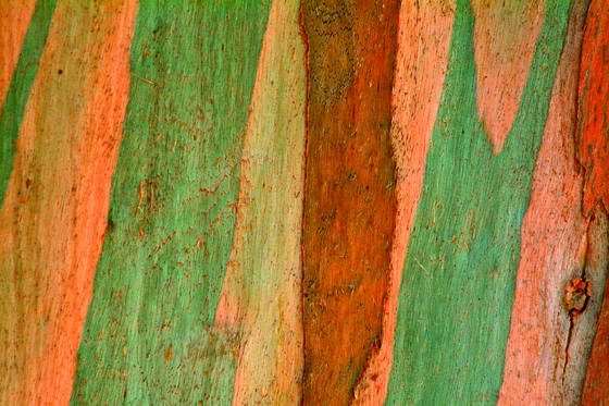 Eucalyptus