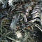 Shredded_bark