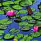 June_lily_pads