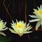 Water_lillies