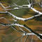 Branch_reflection