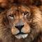Old_lion