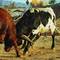 Wired_bulls